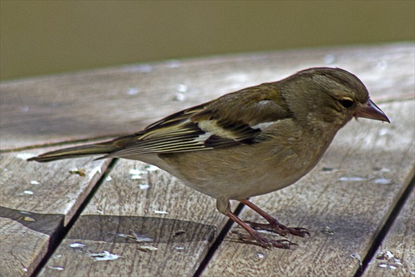 Chaffinch (female)