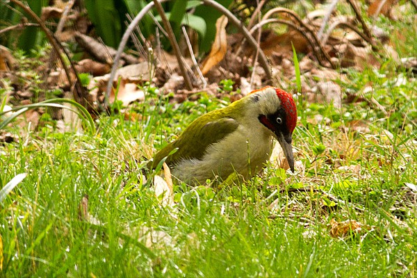 Green Woodpecker / Pic vert