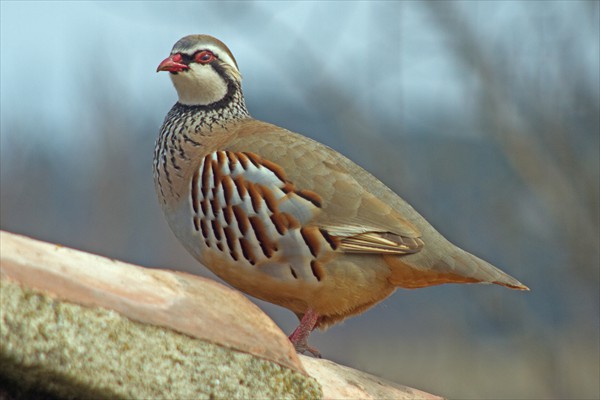 Red-legged Partridge / Perdrix rouge