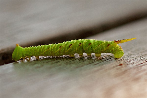 Lime Hawkmoth caterpillar
