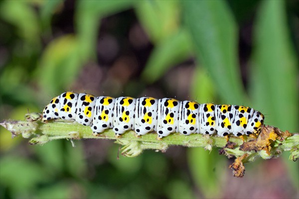 Mullein caterpillar